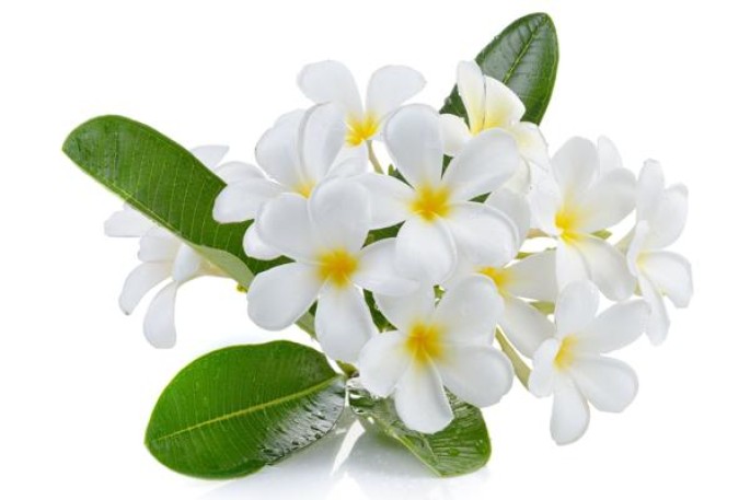 Yellow Liquid Frangipani Oil, For Medicine and Cosmetic, Packaging Type:  Bottle at Rs 1800/kg in Greater Noida