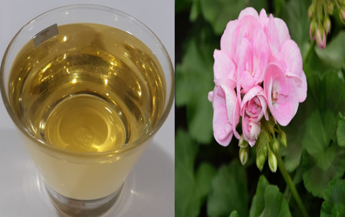 Rose Geranium Essential Oil (Cosmetic)