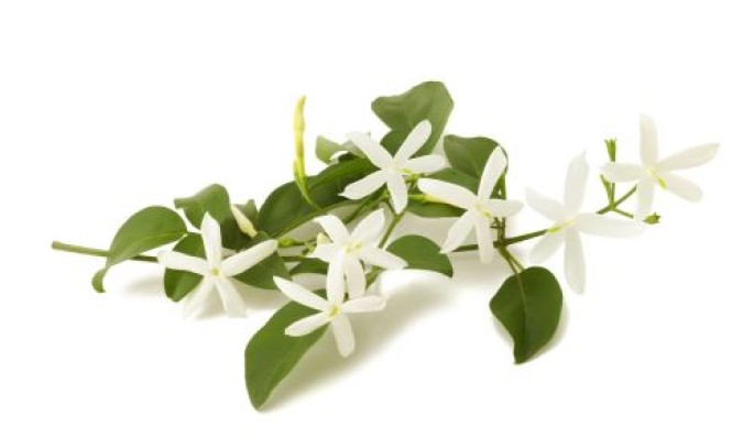 Jasmine Grandiflora Essential (Cosmetic)